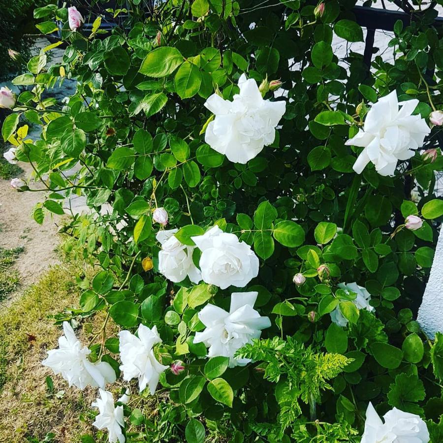 Limon Pansiyon โฟชา ภายนอก รูปภาพ